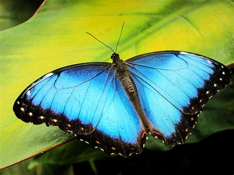 Morpho Butterfly | San Vito Bird Club