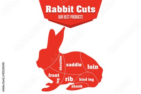 Rabbit cuts infographic set of meat parts, vector vettoriale Stock | Adobe Stock