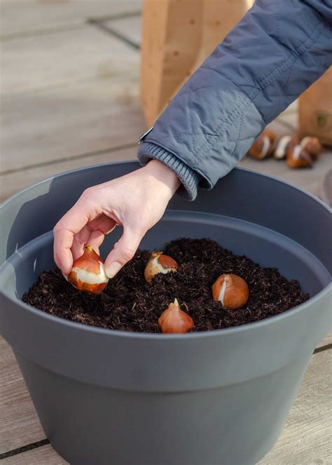 Planting bulbs: a step-by-step guide - Growing Family