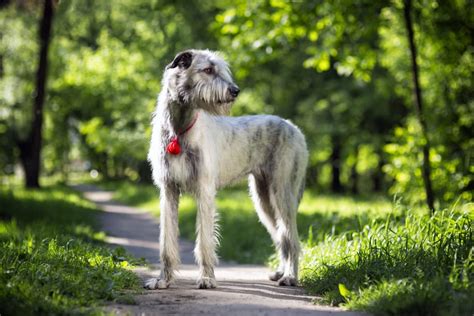 Meet the World's Only Irish Dog Breeds | The Dog People by Rover.com