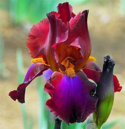 Is there a special name for irises with several colors blending across the falls in the Irises ...