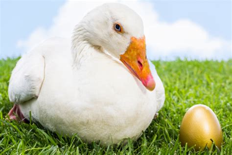 Goose With Golden Egg Stock Photo - Download Image Now - iStock