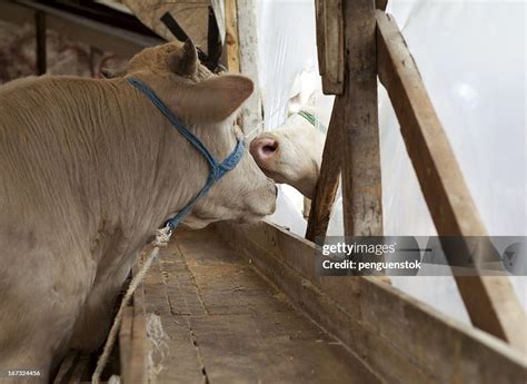 Animal Love High-Res Stock Photo - Getty Images