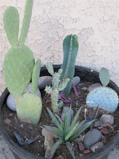 Las Aventuras: Cactus Arrangements