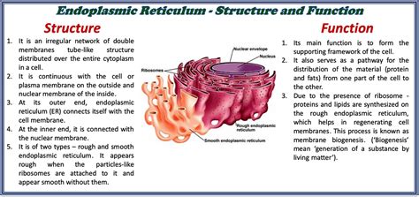 Structure and Function of Endoplasmic Reticulum » Selftution