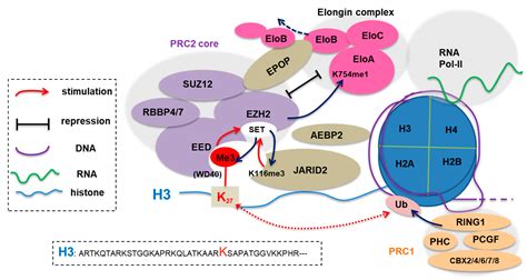 IJMS | Free Full-Text | No Easy Way Out for EZH2: Its Pleiotropic ...