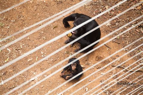 Destination Sierra Leone: The Hidden Wildlife Gem – Tacugama Chimpanzee Sanctuary | Sierra Leone ...