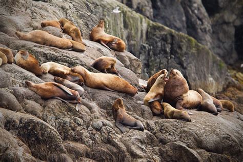 Steller Sea Lion Pictures and Photos - Photography - Bird | Wildlife ...