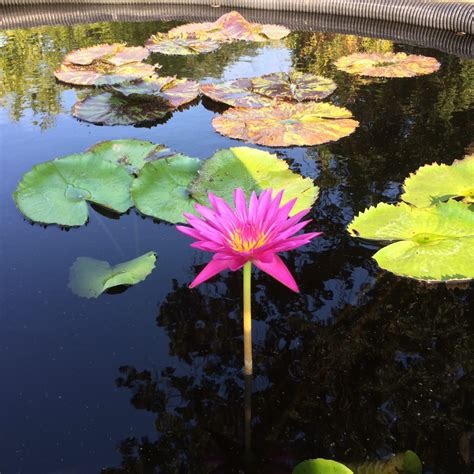 Freshwater Aquatic Plants | Water Plants | Loomis, CA