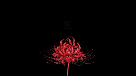 Pin by Matthew Silva on wallpaper | Red spider lily, Tokyo ghoul flower, Tokyo ghoul