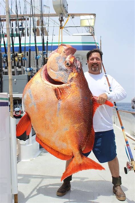 HugeDomains.com | Saltwater fishing, Cool fish, Monster fishing