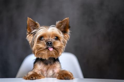 Diet & Nutrition Guide: Yorkies | PetPlate