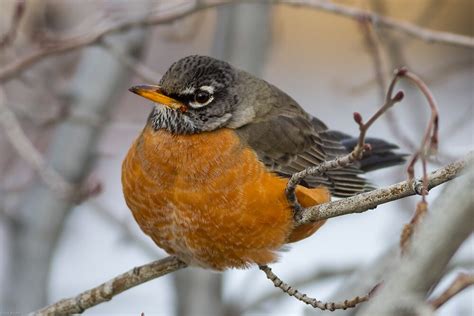 "American Robin: Winter Coat" by John Williams | Redbubble