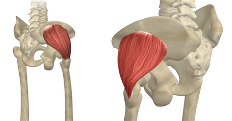 Anterior Superior Iliac Spine Muscle Attachment