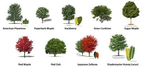 Different Types: Different Types Pine Trees