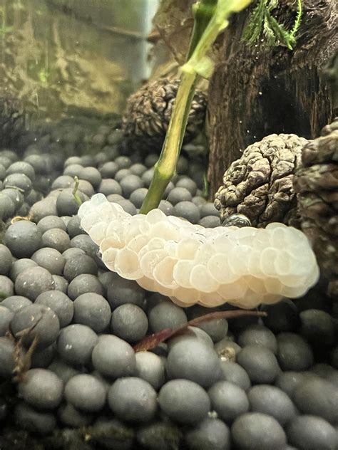 My snails keep laying eggs, but they’re not hatching? : r/AquaticSnails