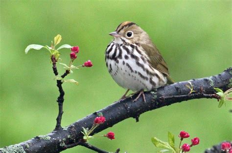 21 Small Brown Birds You Might See - Birds and Blooms