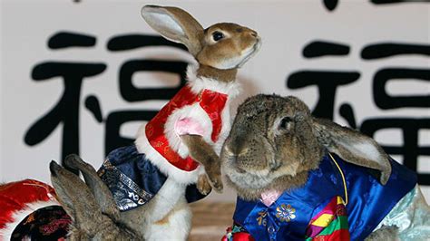 Rabbits in Costumes!