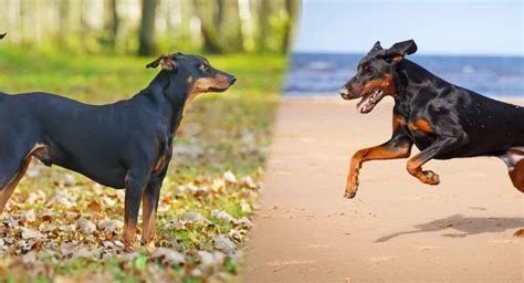 German Pinscher vs Doberman Pinscher: Which One Is Right for You?