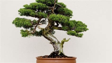 25+ Bonsai Tree Art, Top!