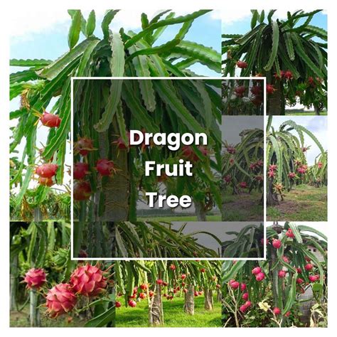 How to Grow Dragon Fruit Tree - Plant Care & Tips | NorwichGardener