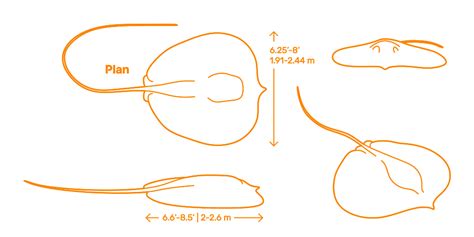 Giant Freshwater Stingray (Urogymnus polylepis) Dimensions & Drawings ...