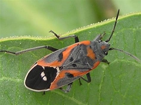 Small Milkweed Bug? - Lygaeus kalmii - BugGuide.Net