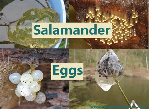 Salamander Eggs