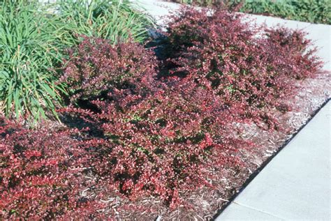 Crimson Pygmy Dwarf Japanese Barberry | New Life Nursery