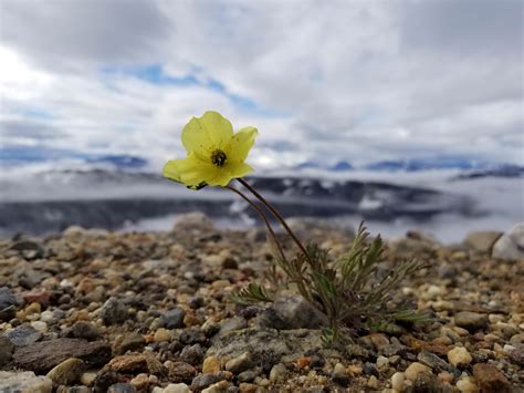 ITAP of a flower in the arctic | Plants, Flowers, Arctic