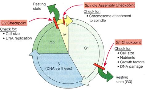 科学网—[转载]细胞周期知多少？ - 胡耿的博文