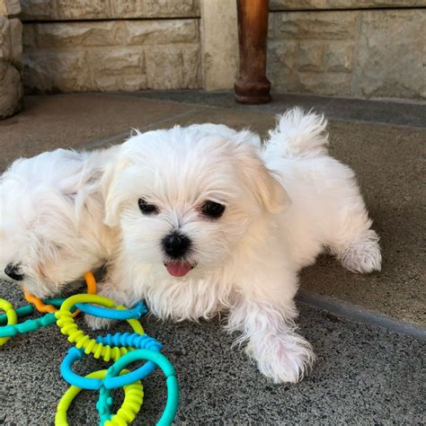 Akc Reg Maltese puppies for free adoption Offer