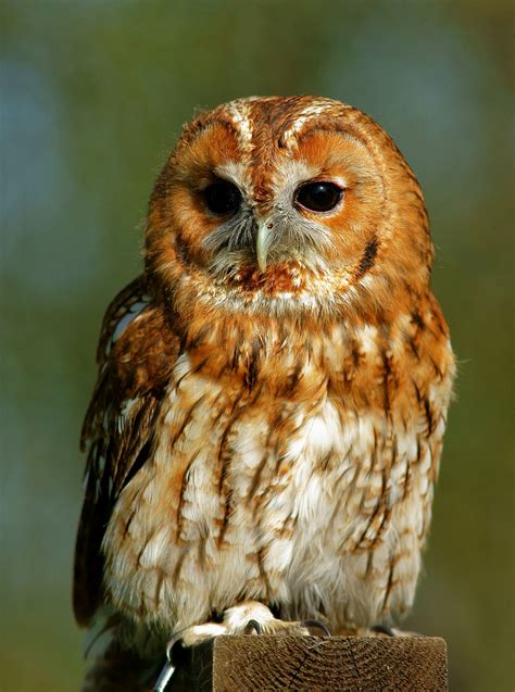 Tawny owl - Simple English Wikipedia, the free encyclopedia