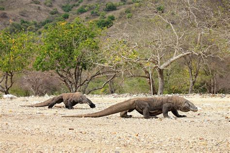 Best Tourist Attractions in Komodo National Park