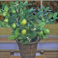 Amazon.com : Dwarf Key Lime Trees : Patio, Lawn & Garden