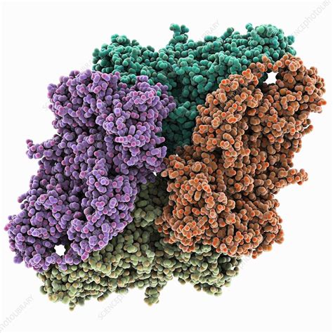 Beta-galactosidase molecule - Stock Image - C015/1970 - Science Photo Library