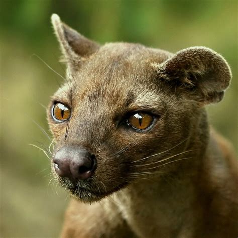 The Creature Feature: 10 Fun Facts About the Fossa | WIRED