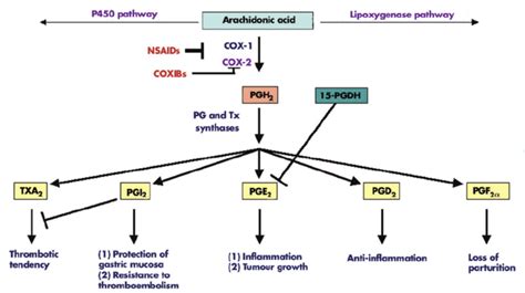 Prostaglandins- Synthesis, Actions and Uses - BioPharma Notes