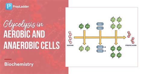 Glycolysis in Aerobic and Anaerobic Cells