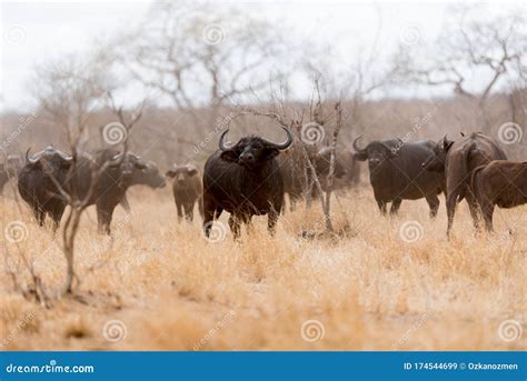 Cape buffalo herd stock image. Image of nature, african - 174544699