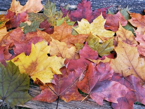 Preserved Maple Leaves CHOOSE YOUR AMOUNT. Fall Decor | Etsy | Fall leaf garland, Leaf garland ...