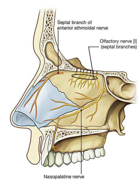 Easy Notes On 【Nasal Cavity】Learn in Just 4 Minutes! – Earth's Lab