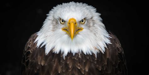 National Save The Eagles Day in USA in 2025 | There is a Day for that!