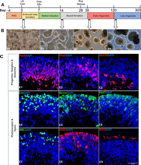 Retinal organoids differentiation and characterization. (A) Schematic ...