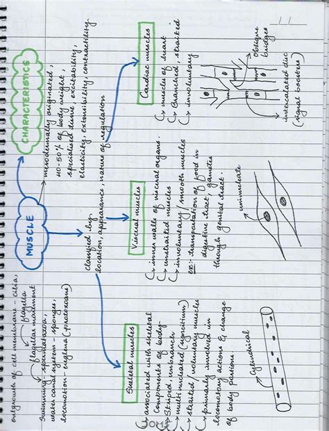 SOLUTION: Locomotion and movement mind map - Studypool