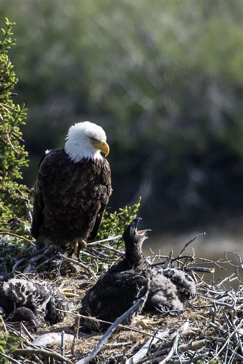 Bald Eagle Nesting Photograph by Mark Newman | Fine Art America