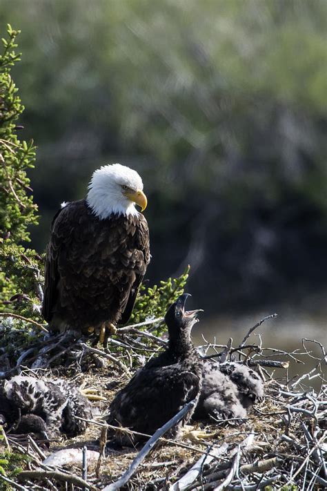 Bald Eagle Nesting Photograph by Mark Newman | Fine Art America