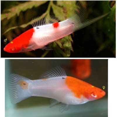 Kohaku Koi swordtail coloration hypothesis based on phenotype observation - A Connecticut ...