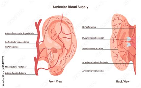 Auricular blood supply. External ear blood vessels, veins and arteries ...