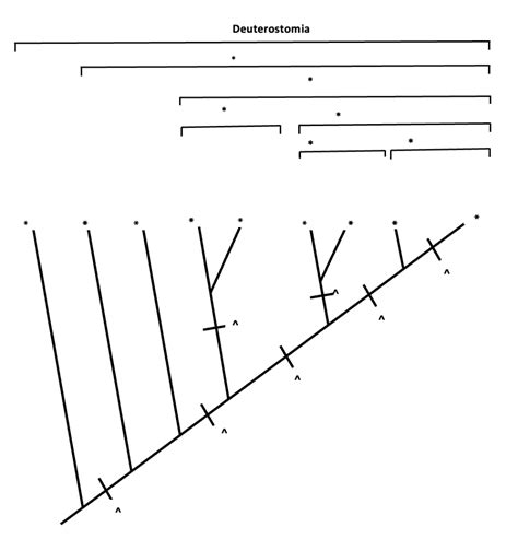 Solved Deuterostomia Taxonomic groups * Deuterostomia | Chegg.com